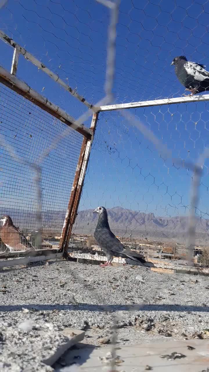 بزک|پرنده|کاشمر, |دیوار