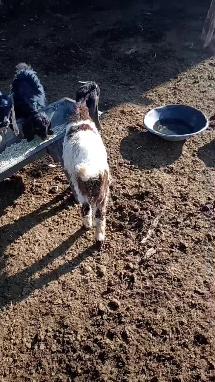 کهره ا|حیوانات مزرعه|درودزن, |دیوار