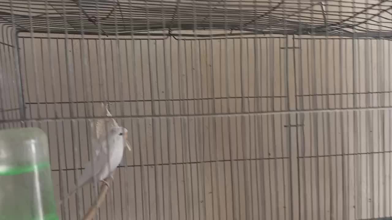 مرغ عشق پروانه ای شرابی|پرنده|برخوار, |دیوار