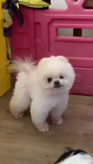 پامر خرسی نر بوفیس وارداتی|سگ|اصفهان, خانه اصفهان|دیوار