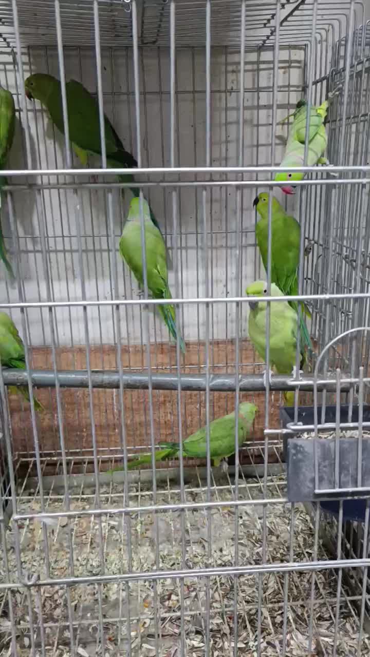 طوطی سبز ملنگو نر ماده موجود|پرنده|اصفهان, عطار نیشابوری|دیوار