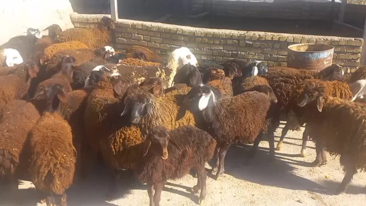 بره نروماده افشارقزل.|حیوانات مزرعه|زاغه, |دیوار