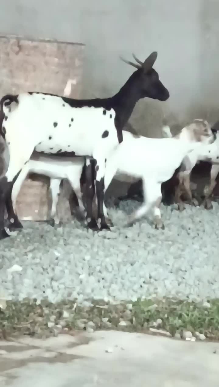 سه عدد بز کهره دار|حیوانات مزرعه|بندرعباس, |دیوار