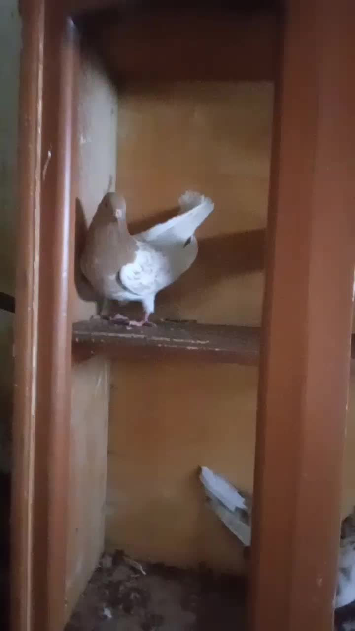 کفتر|پرنده|میاندوآب, |دیوار