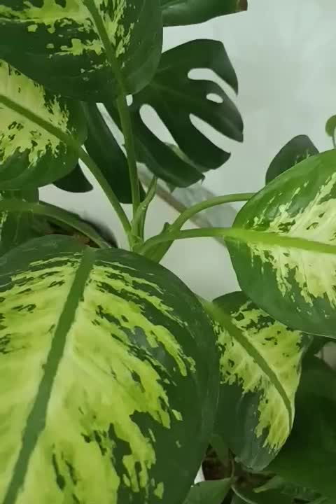 گل برگ انجیری ودیفن|گل و گیاه طبیعی|شیراز, منطقه هوایی شهید دوران|دیوار