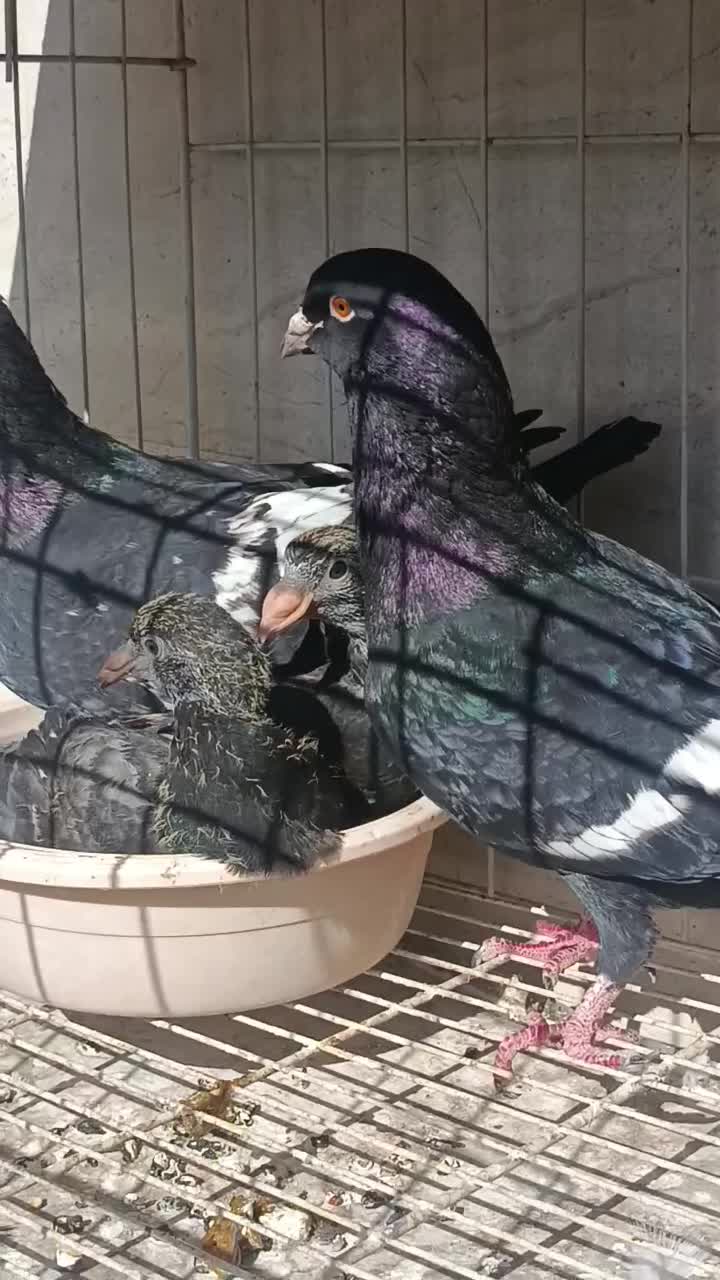 کبوتر زینتی (اهوازم)|پرنده|تهران, جوادیه|دیوار