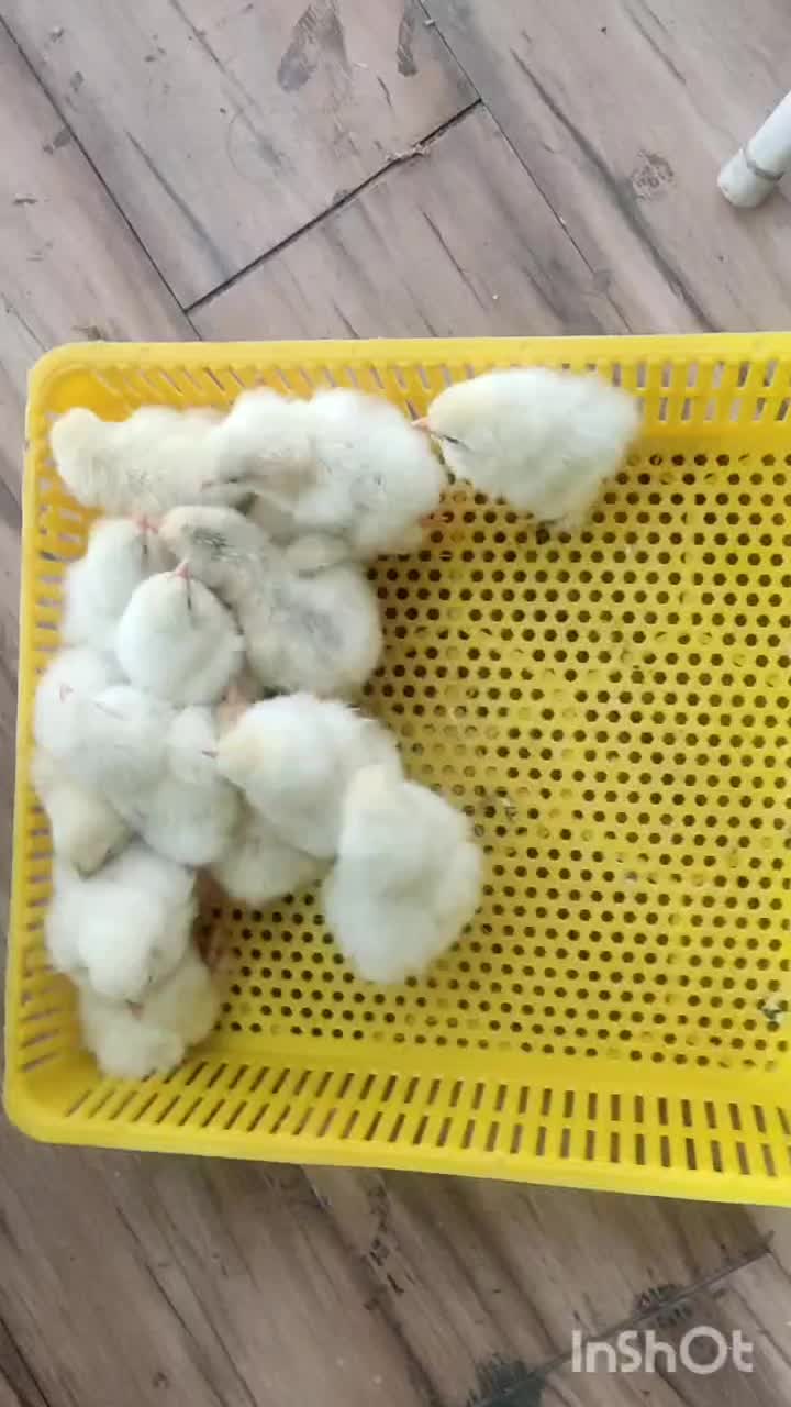 جوجه مرغ خروس برهما|حیوانات مزرعه|تهران, حافظیه|دیوار