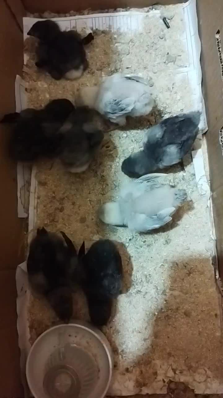 جوجه لاری نژاد اصیل|حیوانات مزرعه|جویم, |دیوار