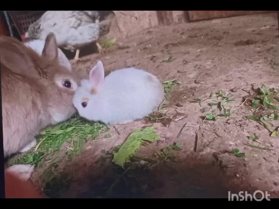 فروش مرغ و خروس و خرگوش|موش و خرگوش|جوانرود, |دیوار