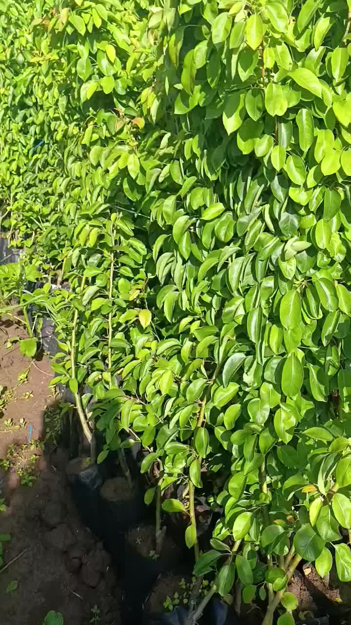 نهال های گلابی بیروتی و سایر گلدانی کاشت تابستانی|خدمات باغبانی و درختکاری|شیراز, بازار|دیوار