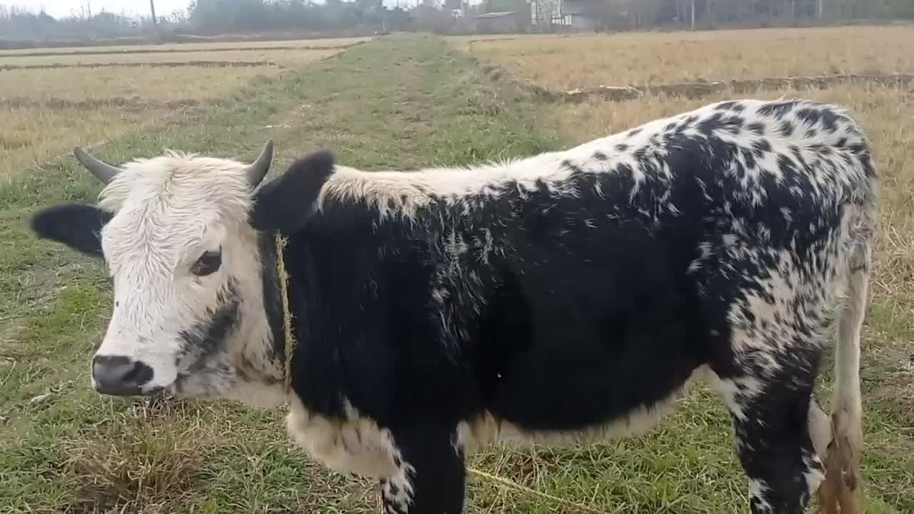 تلیسه سیمینتال قیمت 63میلیون|حیوانات مزرعه|گوراب زرمیخ, |دیوار