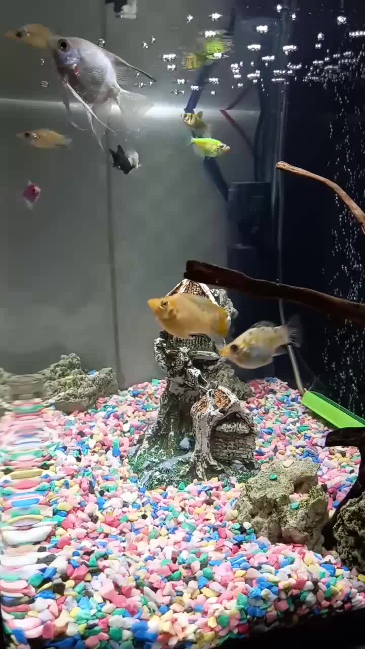 اکواریوم حرفه ای و ماهی نژاد دار|ماهی|کرمانشاه, |دیوار