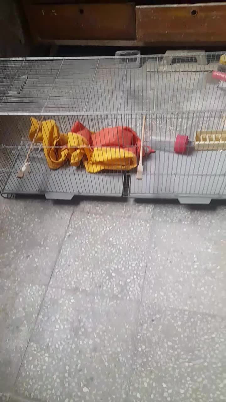 ۳عدد قفس سایز بزرگ به همراه ۱عدد جوجه پران|لوازم جانبی حیوانات|یزد, |دیوار