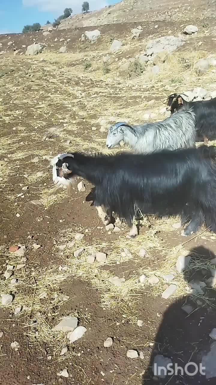 بز گوسفند بره|حیوانات مزرعه|کارزان, |دیوار