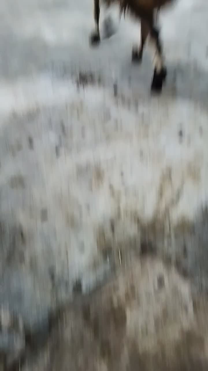 گوسفند|حیوانات مزرعه|بروجرد, |دیوار