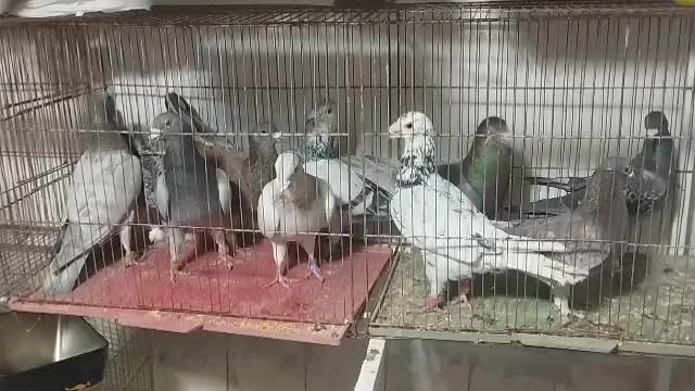 کفتر پلاکی تیر|پرنده|کوه چنار, |دیوار