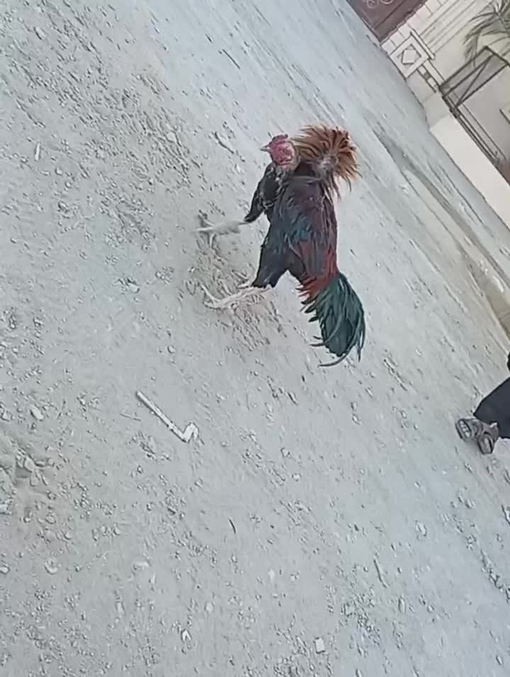 خروس|حیوانات مزرعه|سراوان, |دیوار