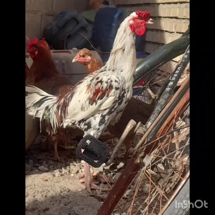 خروس لاری ۸ ماه|حیوانات مزرعه|نگین شهر, |دیوار