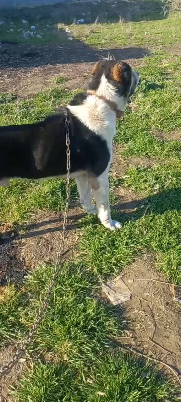 سگ افغان آلابای|سگ|تهران, اتابک|دیوار