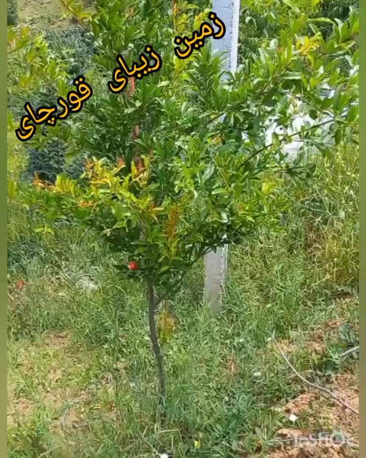 فروش زمین درروستای خوش آب وهوا|فروش زمین و ملک کلنگی|رامیان, |دیوار