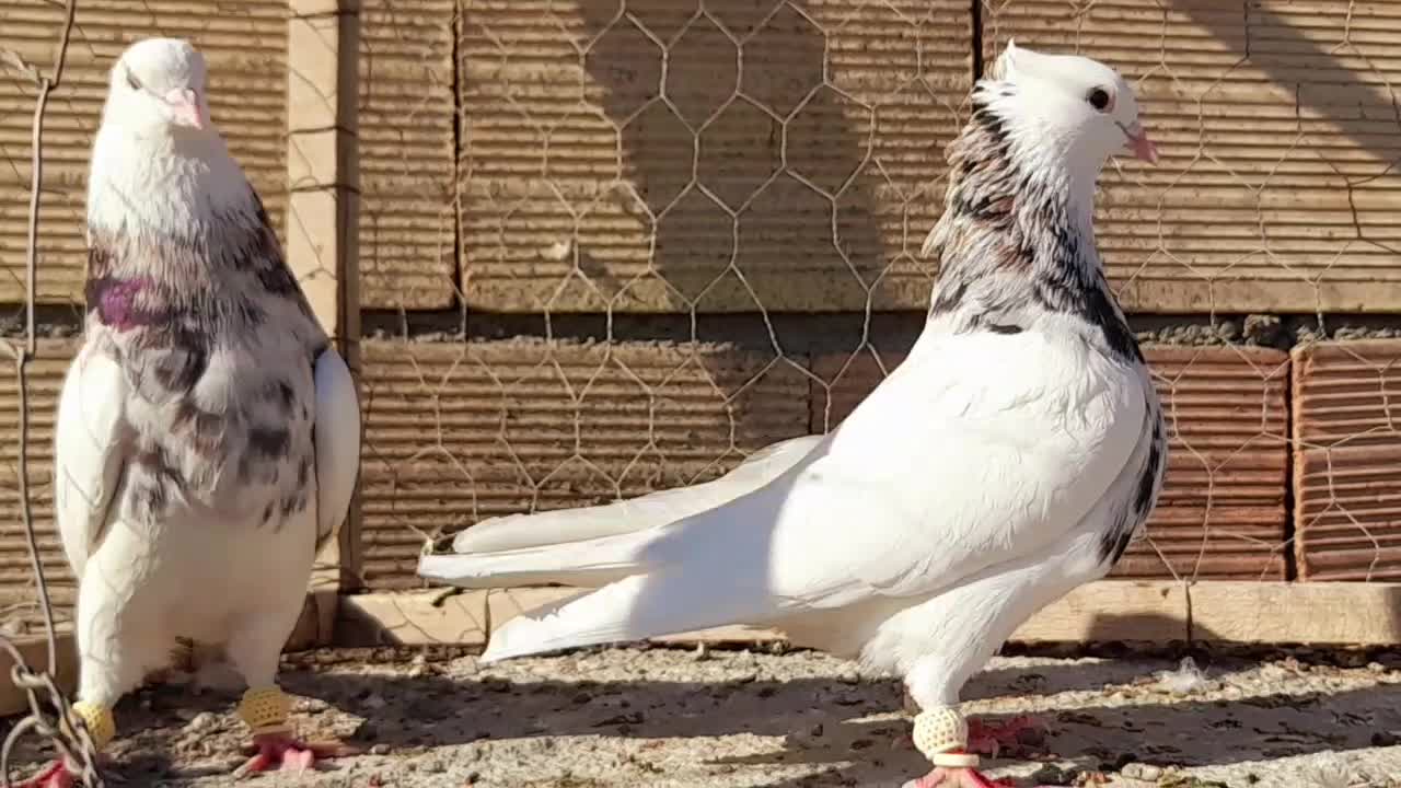نروماده طوقی هفرنگ عتیغه اس اس|پرنده|مشهد, انقلاب|دیوار