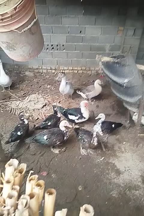 اردک اسرائیلی و غوغاز ماده|حیوانات مزرعه|گرگان, |دیوار