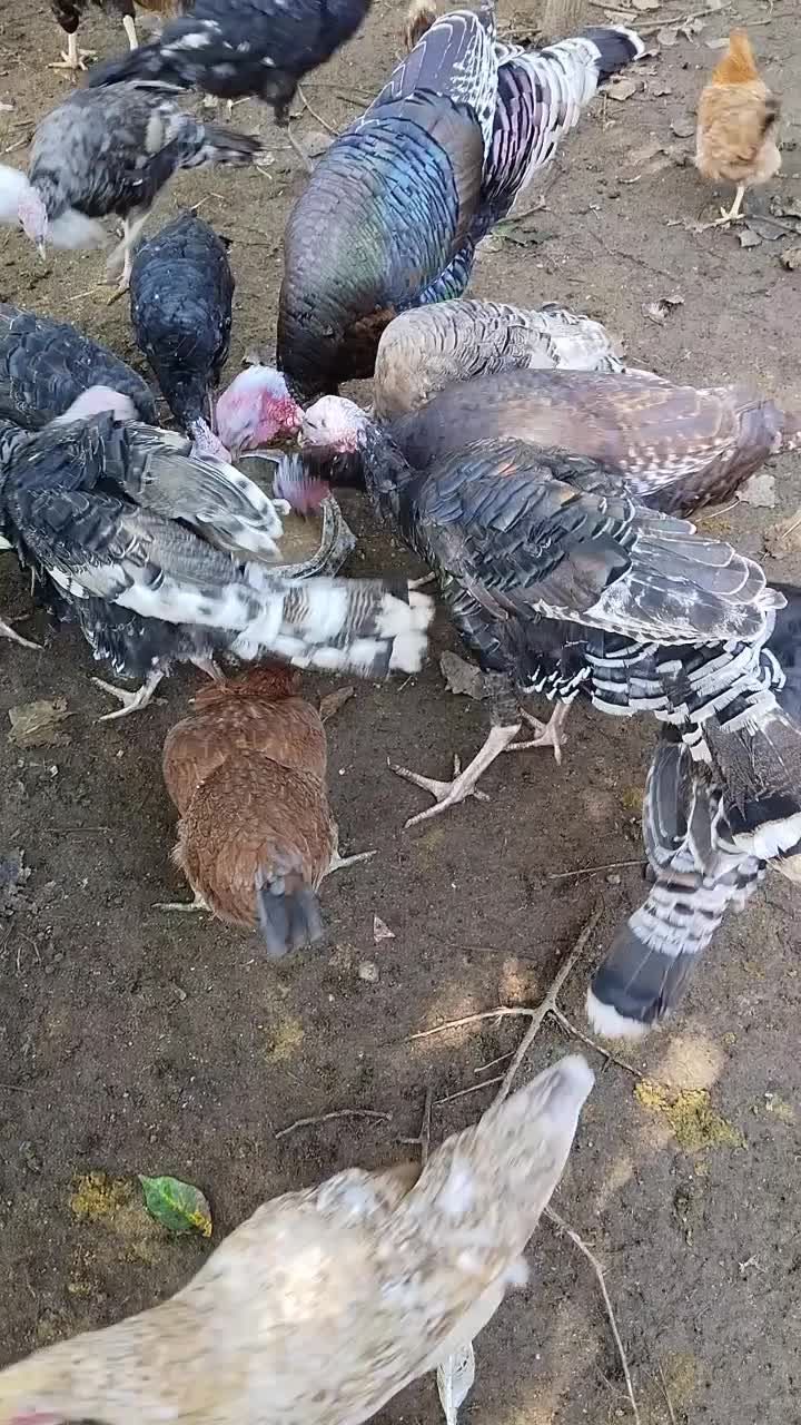 فروش بوقلمون محلی|حیوانات مزرعه|رشت, حومه رشت|دیوار