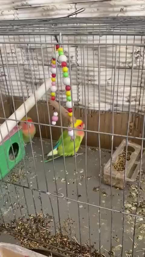 طوطی برزیلی|پرنده|نوشین شهر, |دیوار