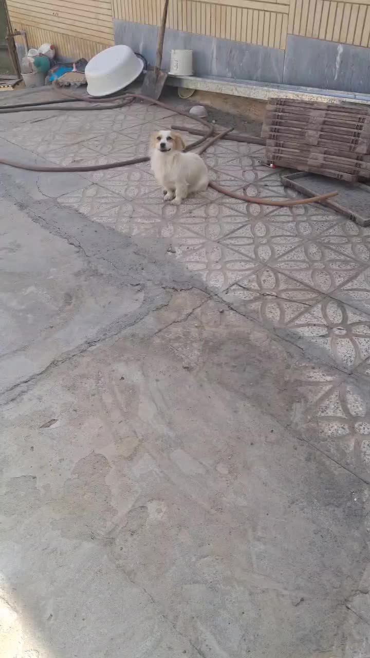 سگ پاپی|سگ|مبارکه, |دیوار