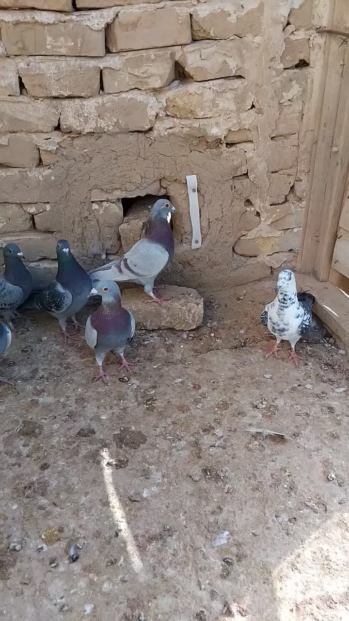 کفتر فروشی|پرنده|آبکوه, |دیوار