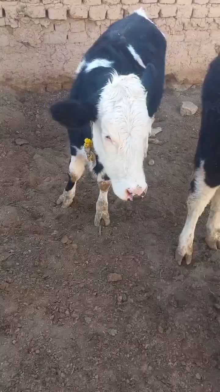گوساله ماده|حیوانات مزرعه|سجاس رود, |دیوار