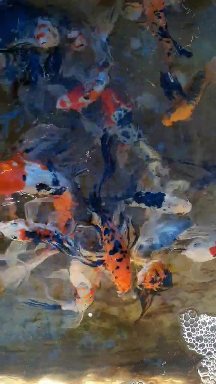 ماهی کوی نژاد دار|ماهی|قم, حاج خلیل|دیوار