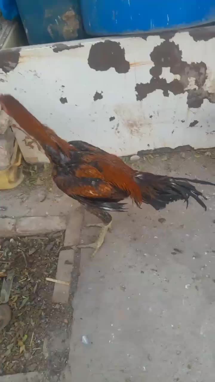 جوجه لاری خروس|حیوانات مزرعه|جوادآباد, |دیوار