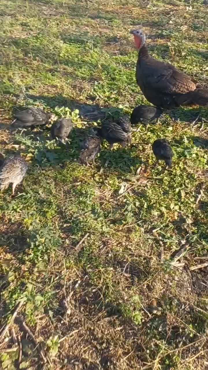 جوجه بوقلمون دوماهه نیمچه ( مرغ اوردک غاز)|حیوانات مزرعه|سنگر, |دیوار