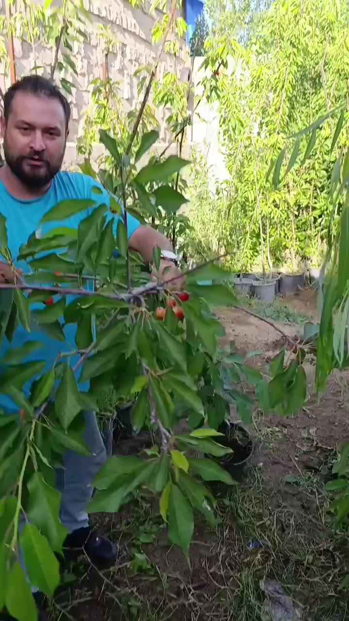 نهال بزرگ سال داخل گلدان گیلاس تحویل کرمانشاه۴سالع|خدمات باغبانی و درختکاری|کرمانشاه, |دیوار