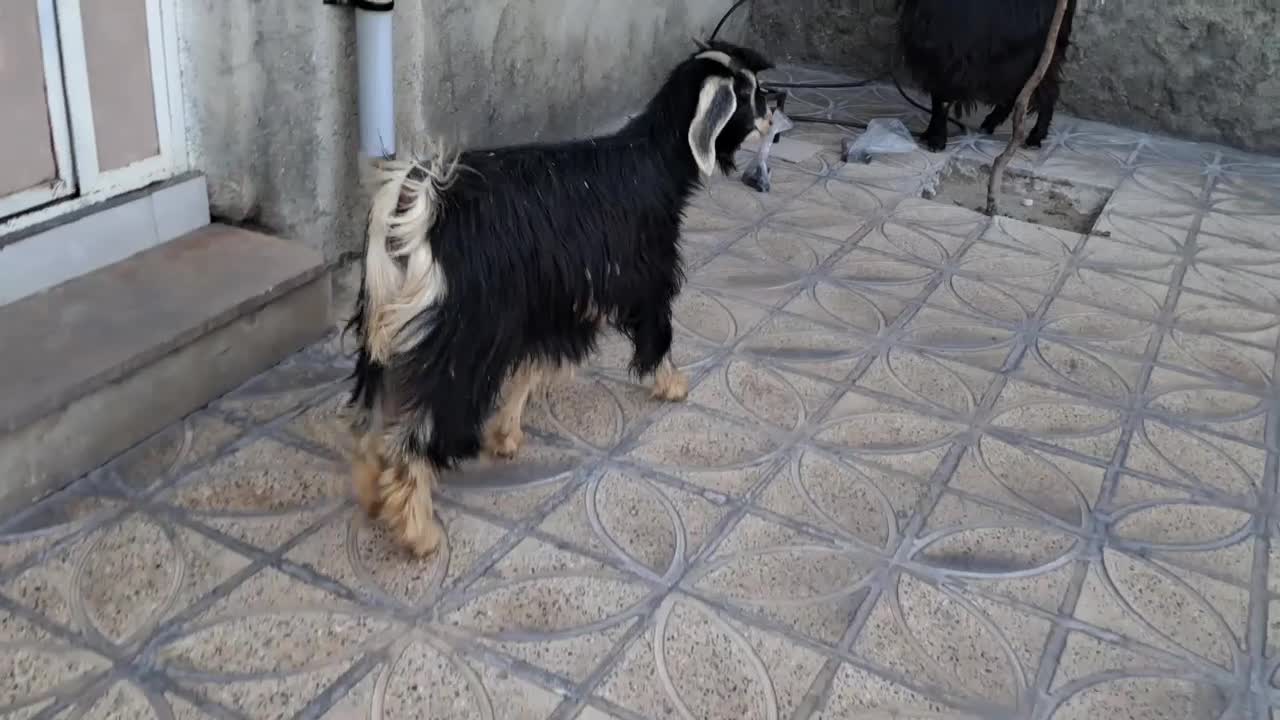 بز .|حیوانات مزرعه|سیوان, |دیوار