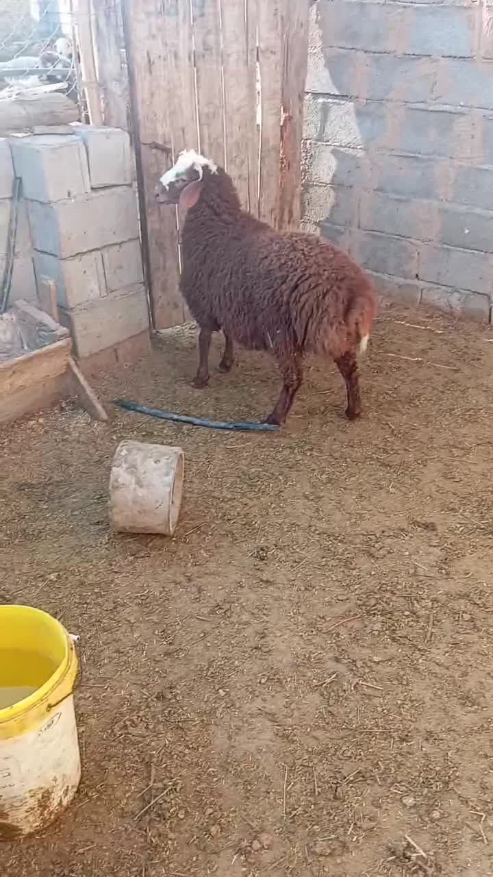 بره همو نر|حیوانات مزرعه|آشخانه, |دیوار