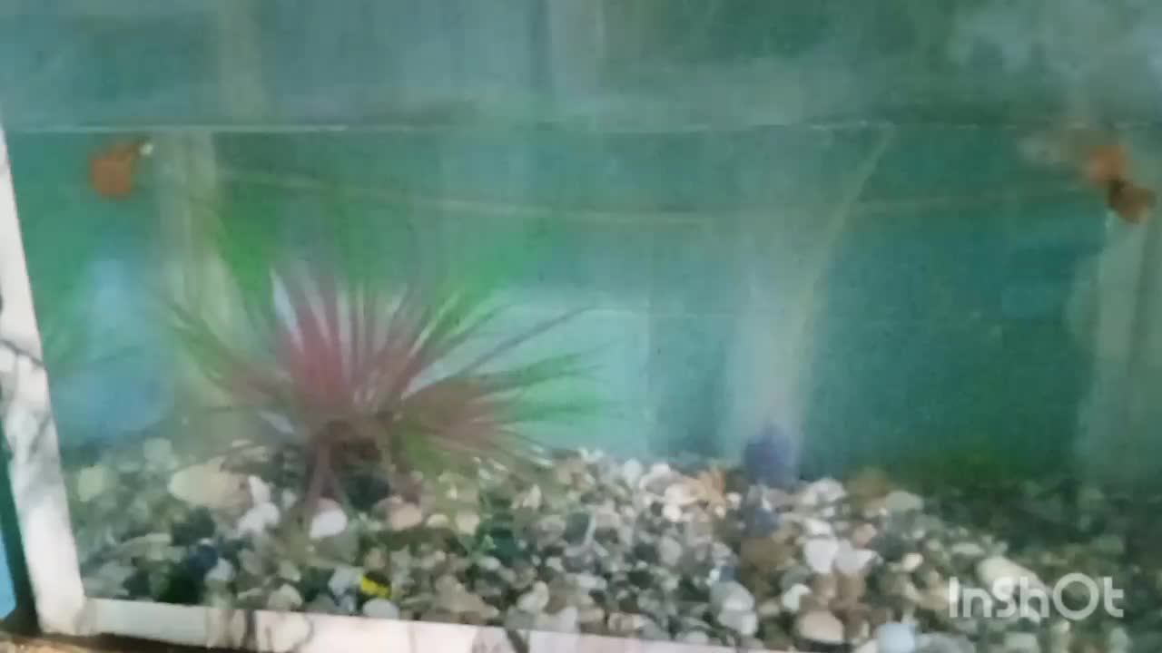 اکواریوم با ماهی و وسایل|ماهی|کرمان, |دیوار