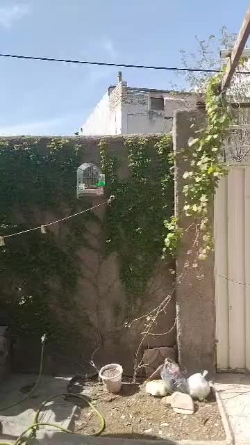 سهر کهنه|پرنده|بروجرد, |دیوار