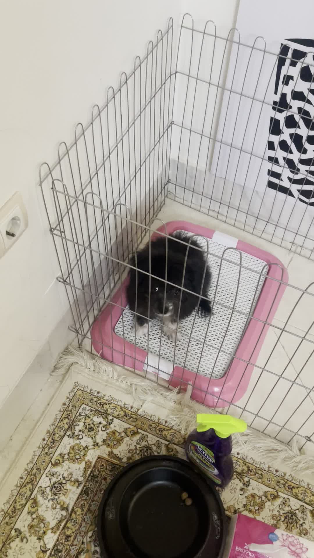 واگزاری سک|سگ|دامغان, |دیوار