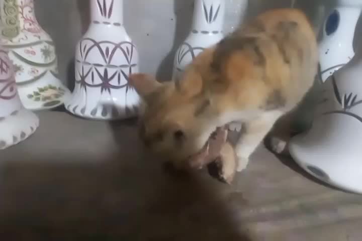 گربه پیدا شده|گربه|کرمانشاه, |دیوار