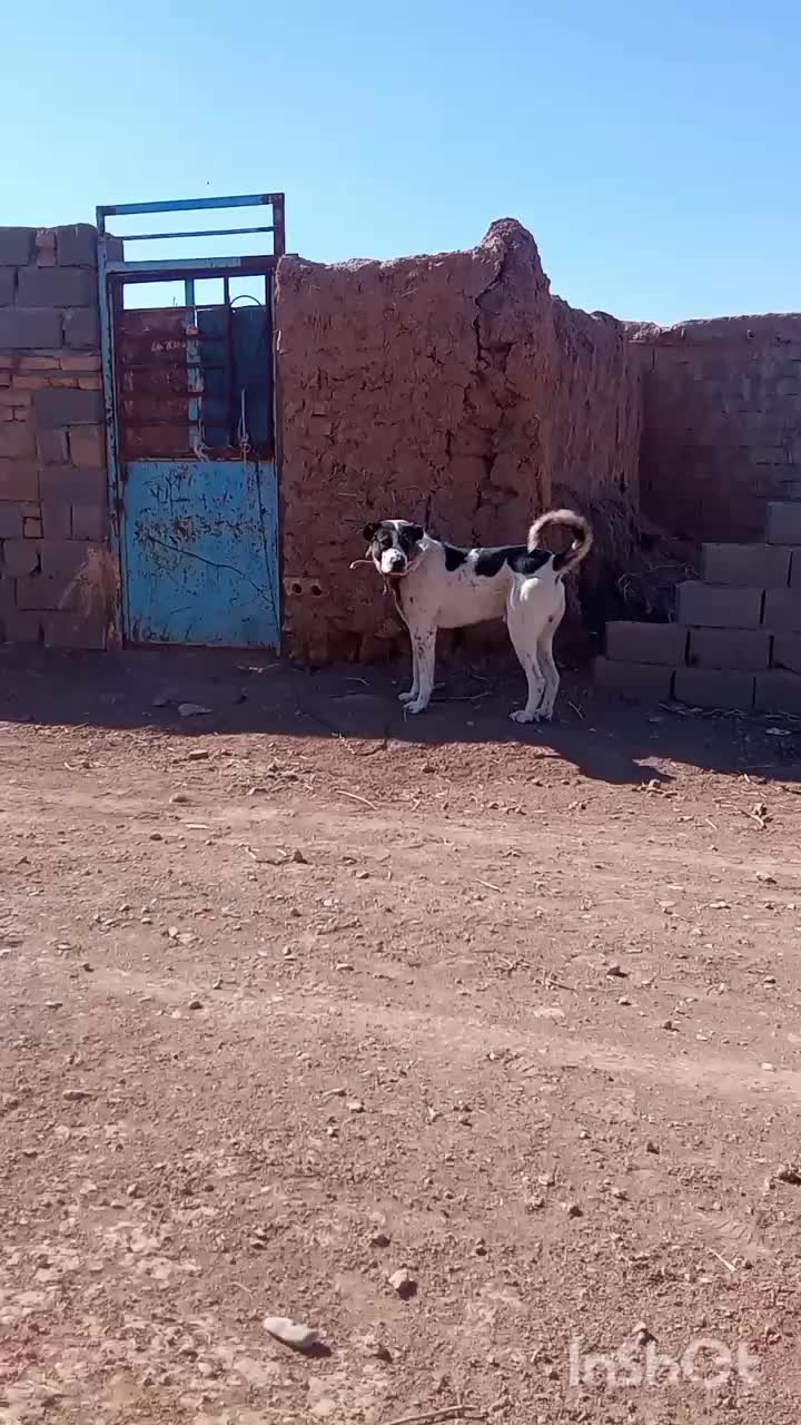حیون ج گوسفندی دهن پاک|سگ|تربت جام, فاز ۱ فرهنگیان|دیوار