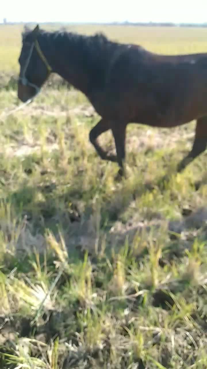 اسب|اسب و تجهیزات اسب‌سواری|آستانه اشرفیه, |دیوار