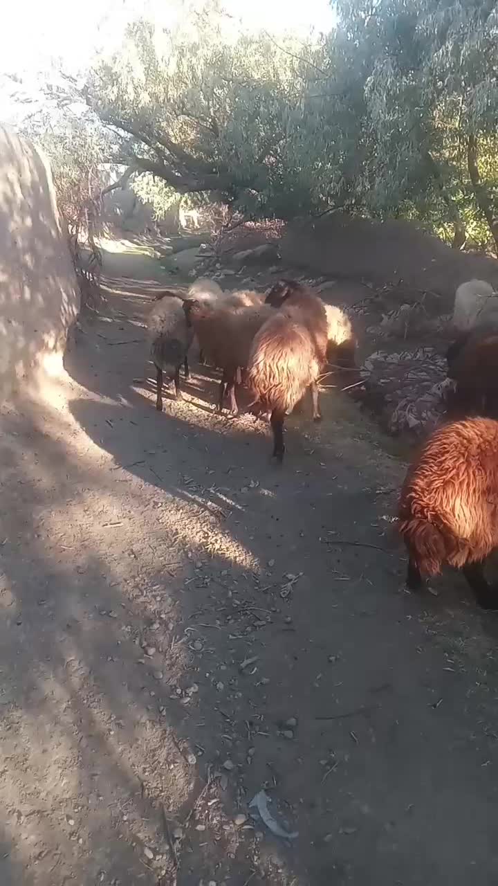 قوچ افشار|حیوانات مزرعه|بسطام, |دیوار