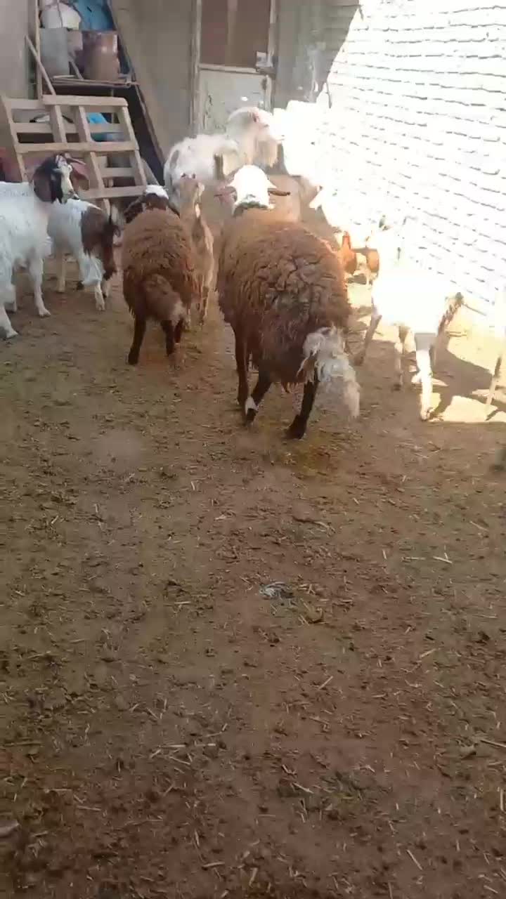 بره نر بز|حیوانات مزرعه|شهرآباد, |دیوار