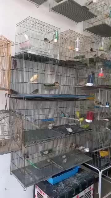 پرنده سرا|پرنده|هشتگرد, شهرک گلها|دیوار