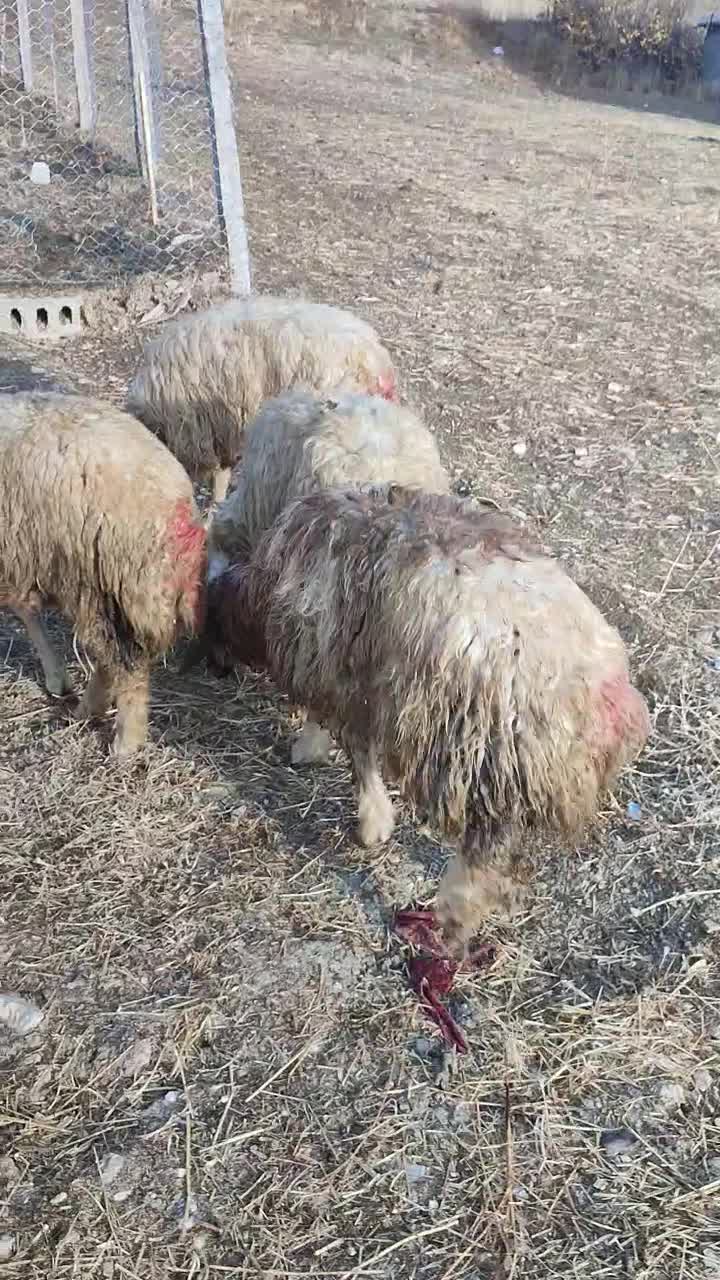 گوسفند کاور پوشی ماده|حیوانات مزرعه|جوانرود, |دیوار