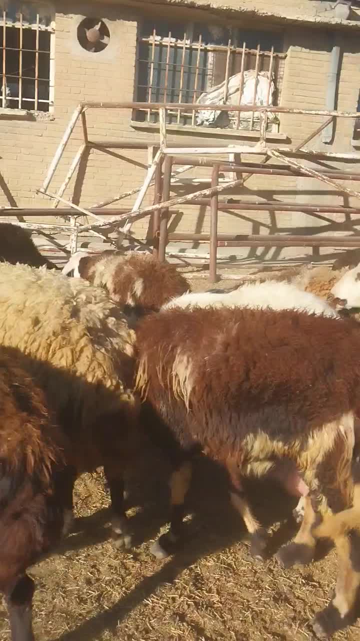 ۲۰راس میش وبره پلنگی|حیوانات مزرعه|شیروان (لرستان), |دیوار