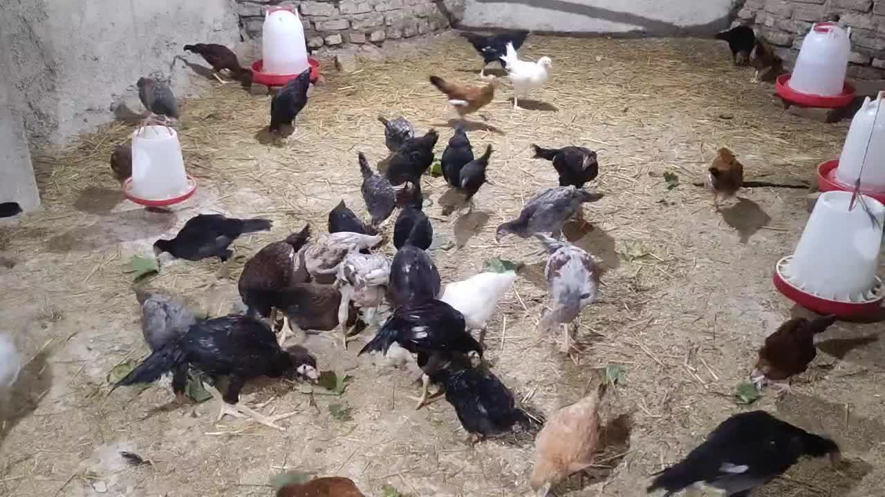 جوجه محلی همه رقم|حیوانات مزرعه|دوزین, |دیوار