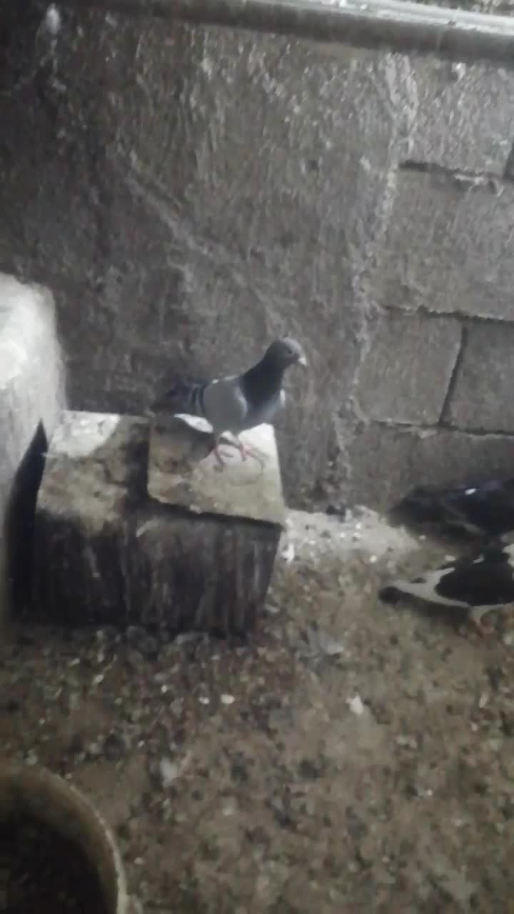 پرنده کفتر آلمانی|پرنده|شاندیز, |دیوار